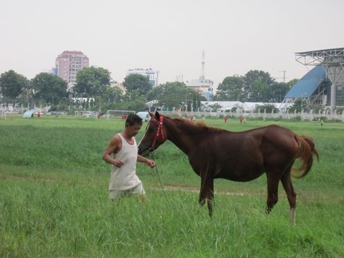 Làng ngựa đua Phú Thọ: Chật vật giữ ngựa không vào nồi thắng cố - ảnh 1